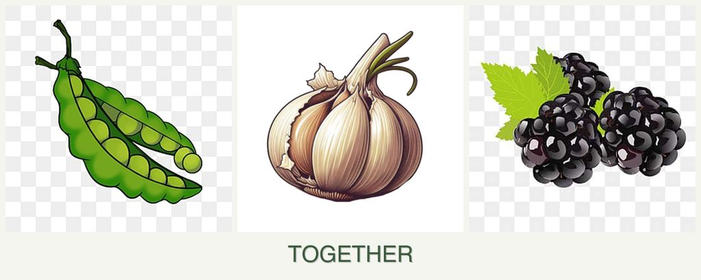 Can you plant peas, garlic and blackberries together?