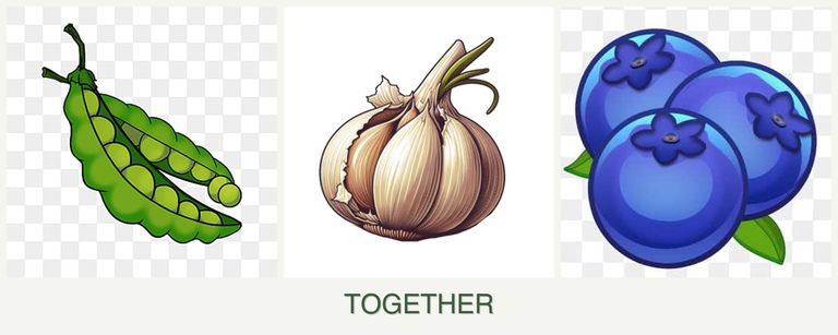 Can you plant peas, garlic and blueberries together?