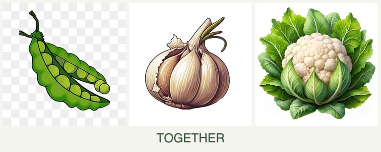 Can you plant peas, garlic and cauliflower together?