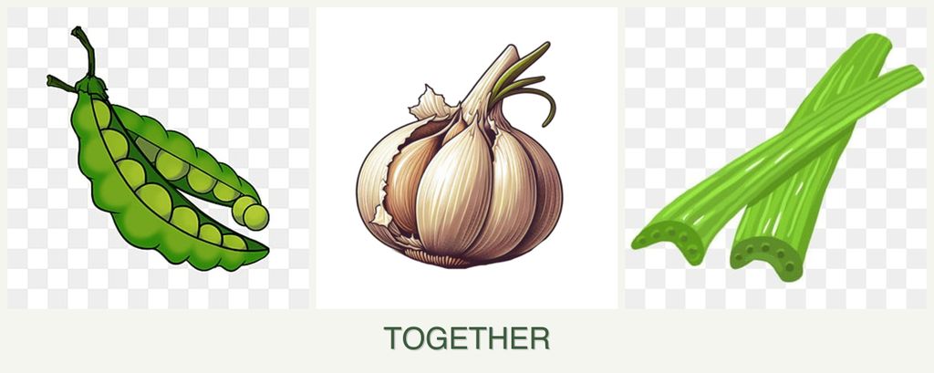 Can you plant peas, garlic and celery together?
