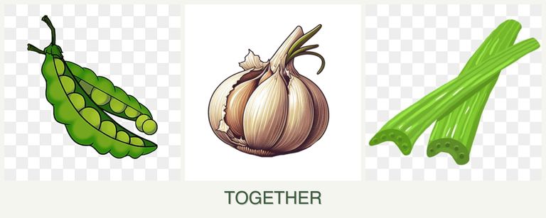Can you plant peas, garlic and celery together?