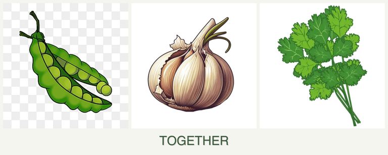 Can you plant peas, garlic and cilantro together?