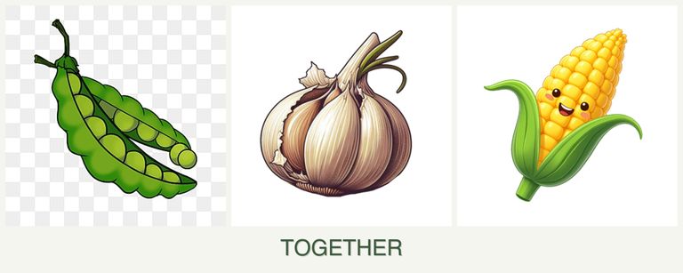 Can you plant peas, garlic and corn together?
