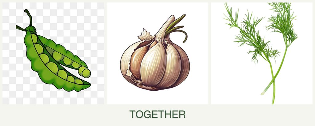 Can you plant peas, garlic and dill together?
