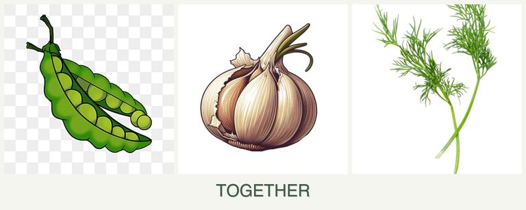 Can you plant peas, garlic and dill together?