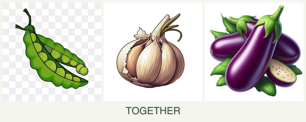 Can you plant peas, garlic and eggplant together?