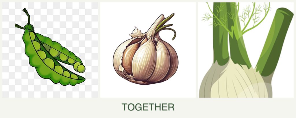 Can you plant peas, garlic and fennel together?