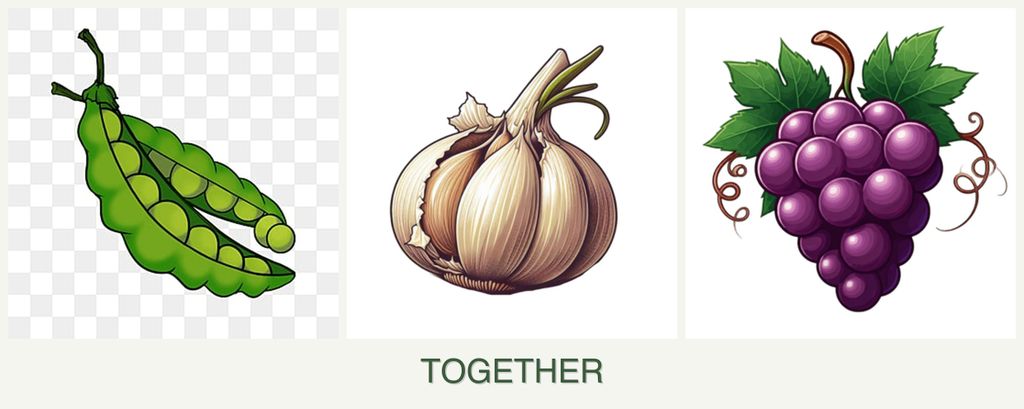 Can you plant peas, garlic and grapes together?