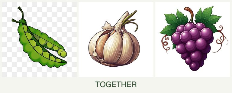 Can you plant peas, garlic and grapes together?