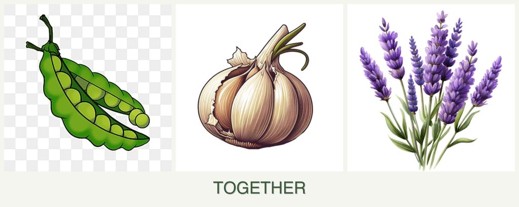 Can you plant peas, garlic and lavender together?