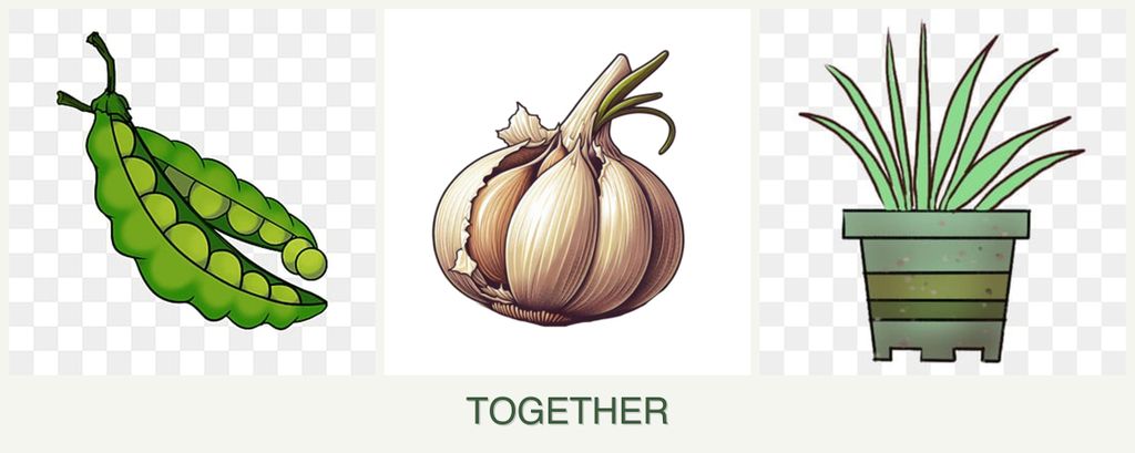 Can you plant peas, garlic and lemongrass together?