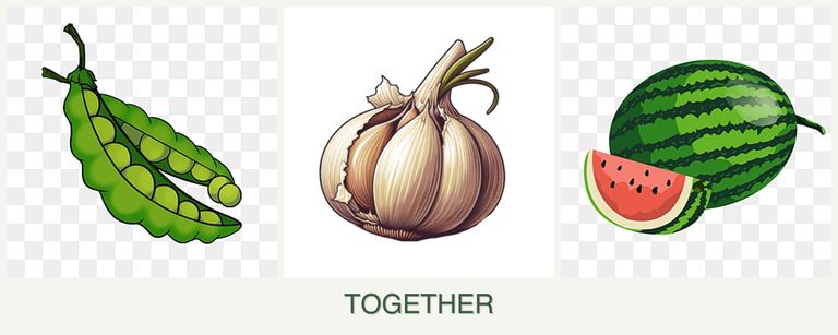 Can you plant peas, garlic and melons together?