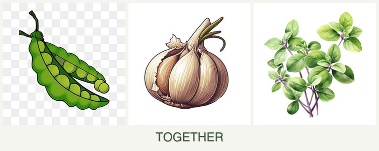 Can you plant peas, garlic and oregano together?