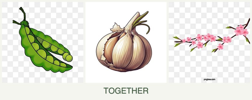 Can you plant peas, garlic and peaches together?