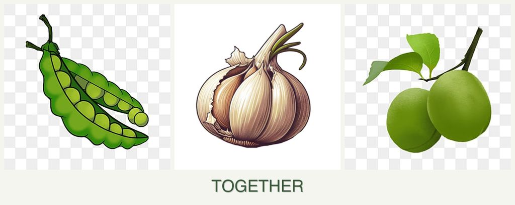 Can you plant peas, garlic and plums together?