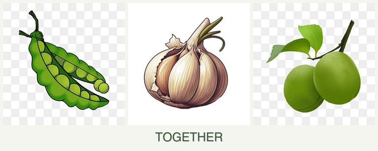 Can you plant peas, garlic and plums together?