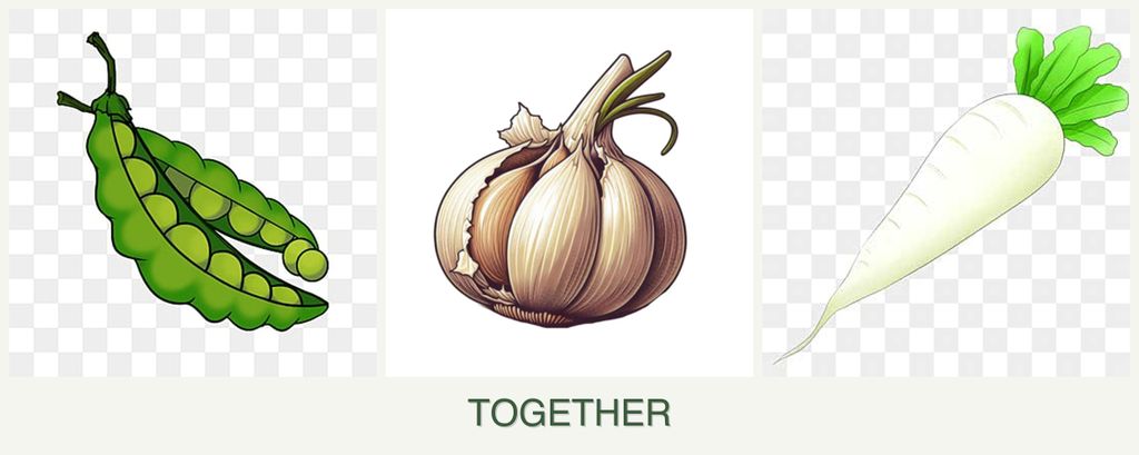 Can you plant peas, garlic and radishes together?