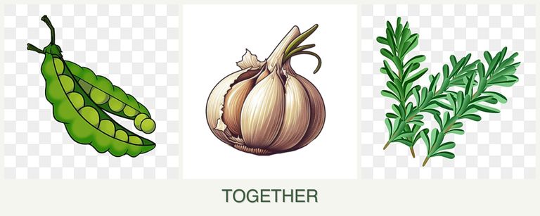 Can you plant peas, garlic and rosemary together?