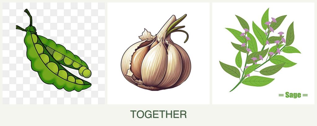 Can you plant peas, garlic and sage together?