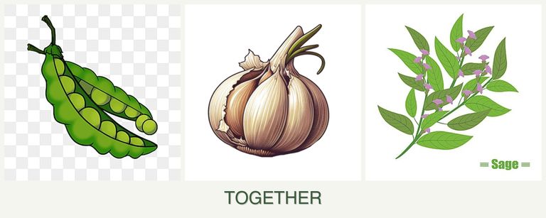 Can you plant peas, garlic and sage together?
