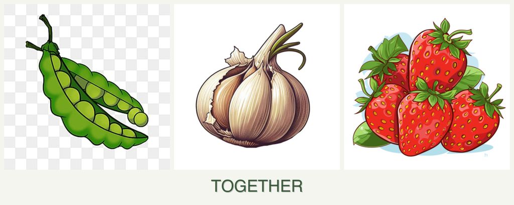 Can you plant peas, garlic and strawberries together?