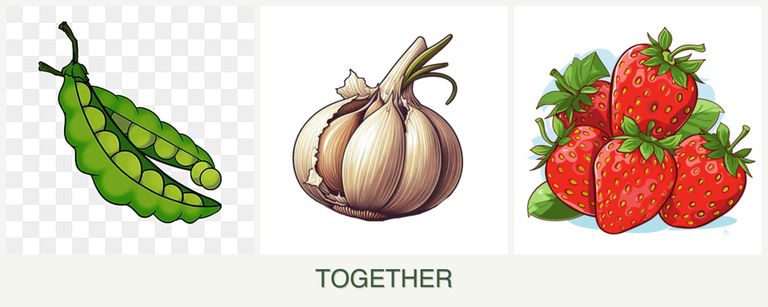 Can you plant peas, garlic and strawberries together?