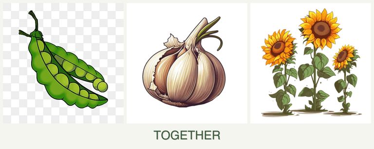 Can you plant peas, garlic and sunflowers together?
