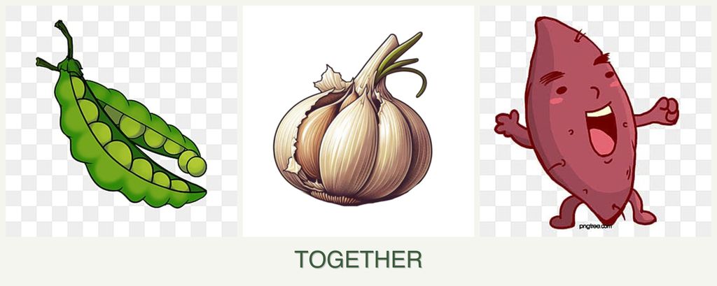 Can you plant peas, garlic and sweet potatoes together?