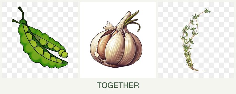 Can you plant peas, garlic and thyme together?
