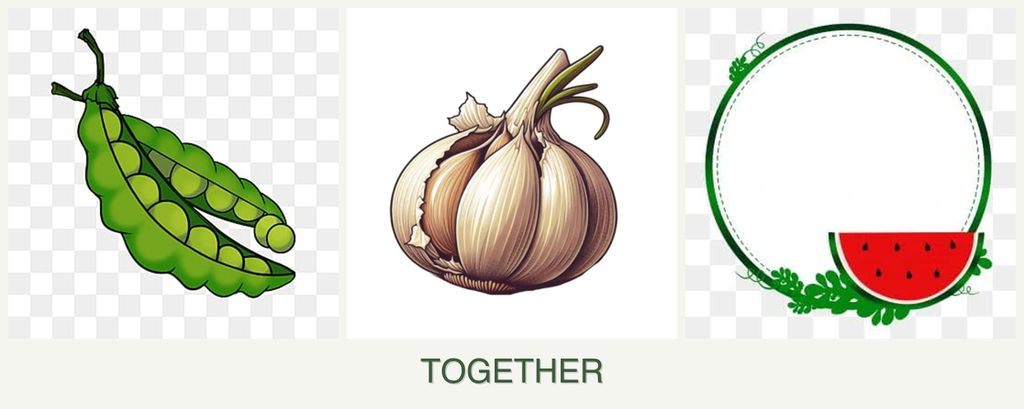 Can you plant peas, garlic and watermelons together?