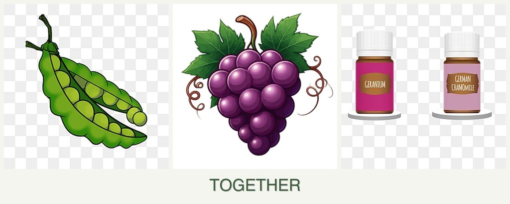 Can you plant peas, grapes and geraniums together?