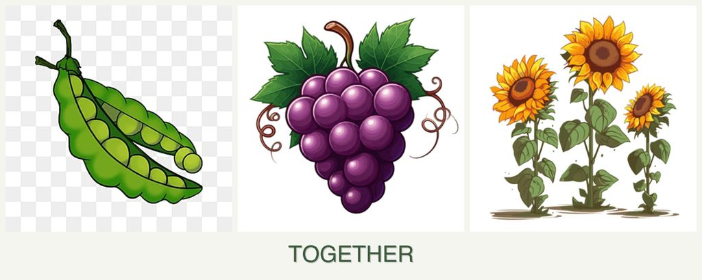 Can you plant peas, grapes and sunflowers together?