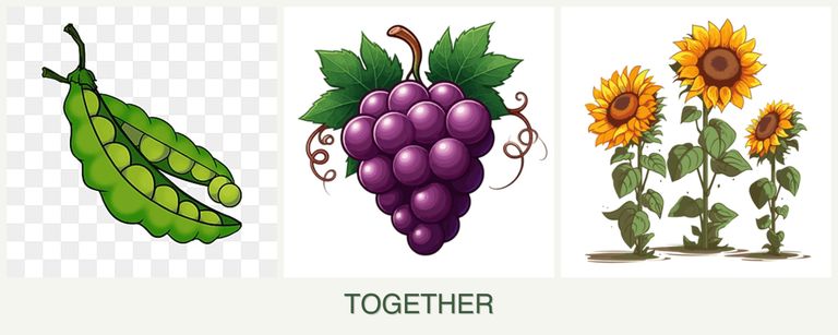 Can you plant peas, grapes and sunflowers together?