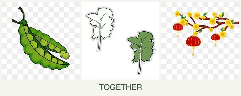 Can you plant peas, kale and apricots together?