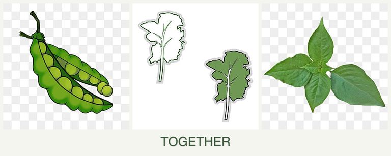 Can you plant peas, kale and basil together?