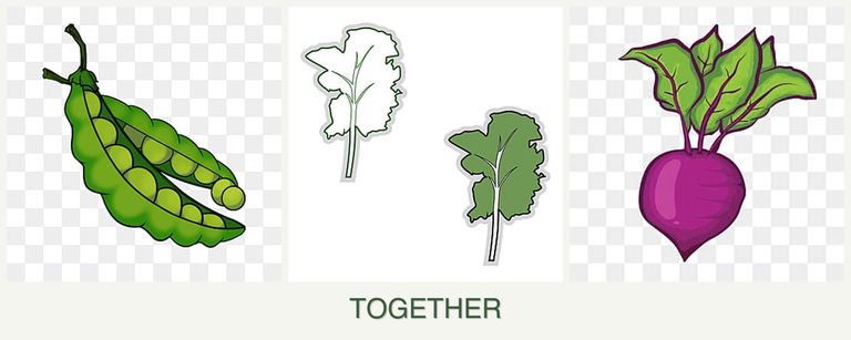 Can you plant peas, kale and beets together?