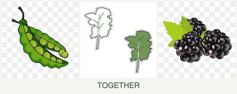 Can you plant peas, kale and blackberries together?