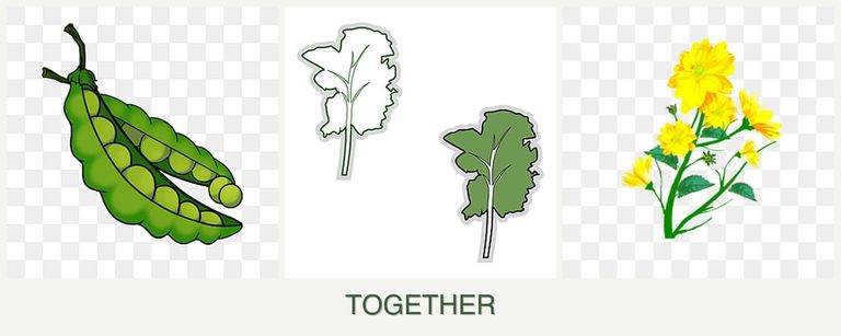 Can you plant peas, kale and calendula together?