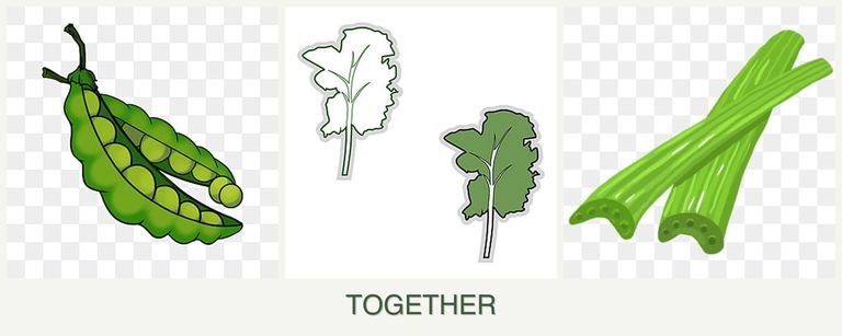 Can you plant peas, kale and celery together?
