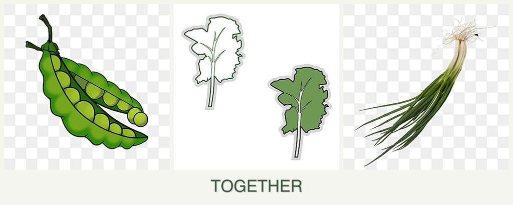 Can you plant peas, kale and chives together?