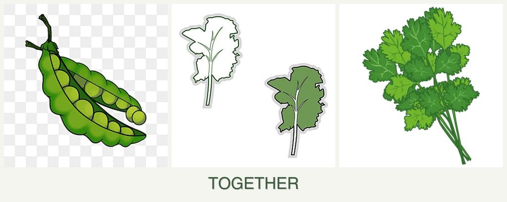 Can you plant peas, kale and cilantro together?