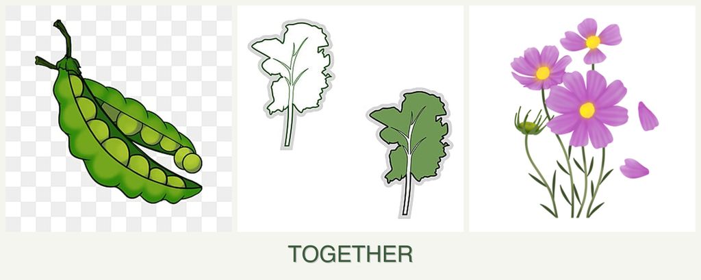 Can you plant peas, kale and cosmos together?