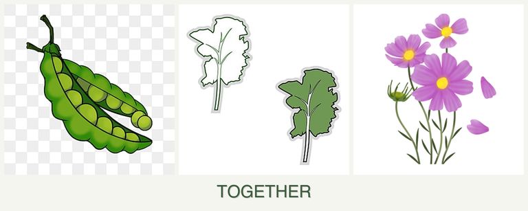 Can you plant peas, kale and cosmos together?