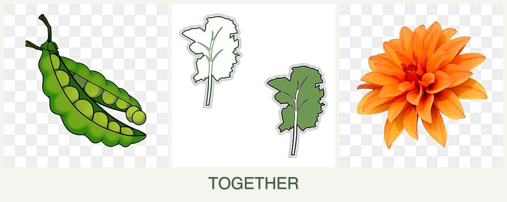 Can you plant peas, kale and dahlias together?
