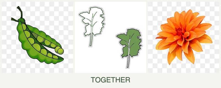 Can you plant peas, kale and dahlias together?