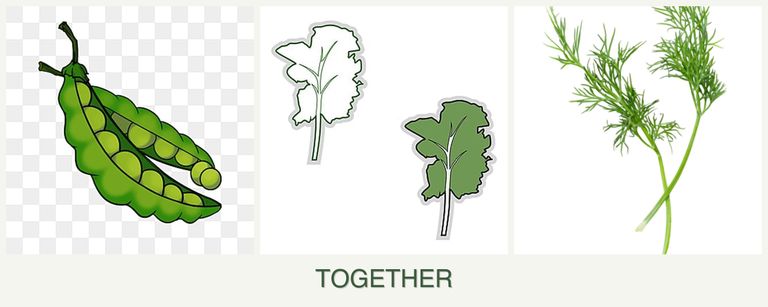 Can you plant peas, kale and dill together?