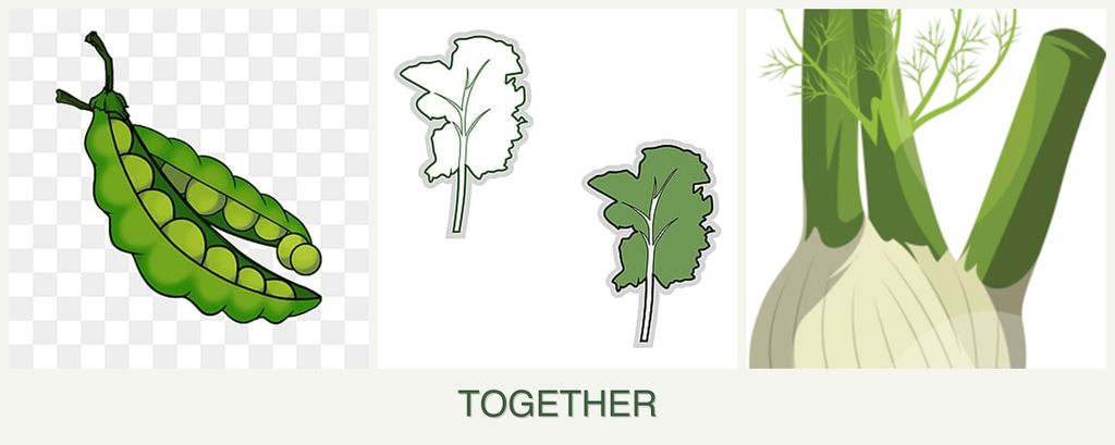 Can you plant peas, kale and fennel together?