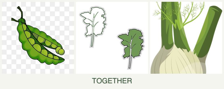 Can you plant peas, kale and fennel together?