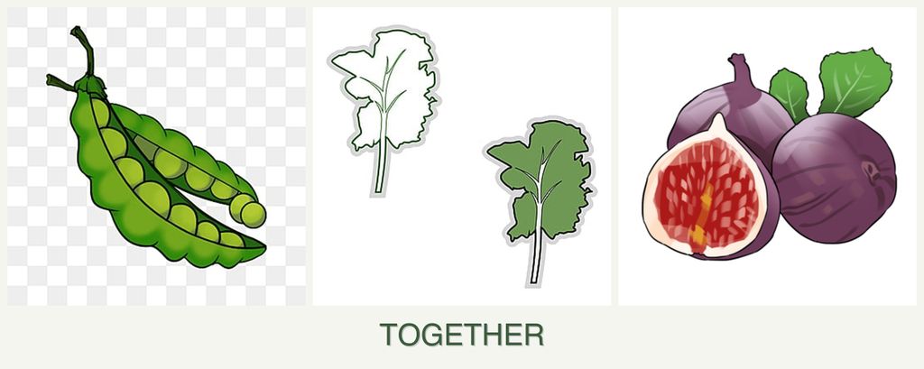 Can you plant peas, kale and figs together?