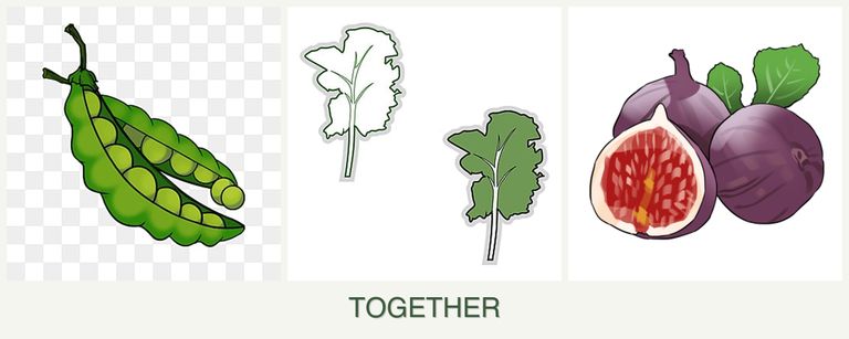 Can you plant peas, kale and figs together?
